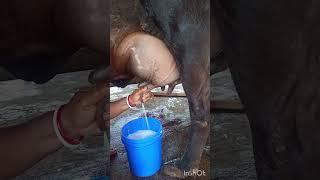 cow milking by hand