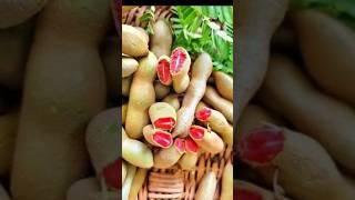 ఎర్ర చింతకాయలు | Red Tamarind | #shorts #viralvideo #viralshorts