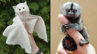 25 Cutest Exotic Animals You Can Own As Pets