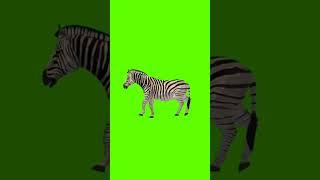 green screen zebrafree no copyright #shorts #greenscreen #hewan #animasi