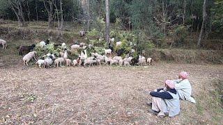 The sheep herding lifestyle of the village people