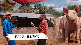 How Two Brothers Became Successful Pig Farmers in Zimbabwe Africa