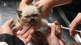 Saving poor kitten with seriously damaged lung - Vietnam Animal Vet Clinic