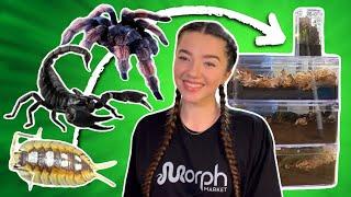 Rehousing TARANTULAS, SCORPIONS and ISOPODS!