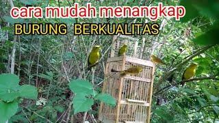 Kecial kuning#cara mudah mendapatkan burung berkualitas