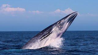 Bryde's Whale Breaching