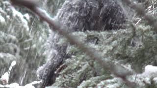 Bigfoot Sighting Near Banff National Park (Video Two)