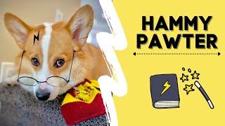 Hammy Pawter | Corgi turns into Harry Potter