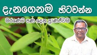 දැනගෙනම හිටවන්න | Pranajeewa Plant | Ceylon Agri| Episode 359