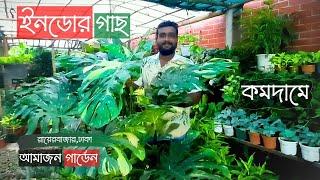 কমদামে ইনডোর গাছ আমাজন গার্ডেনে | Indoor Plants Price In Rayerbazar | Gardening Bangladesh