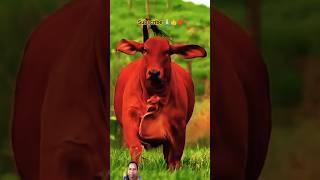 mera mola haider haider cow video#shorts #islamic #ytshorts #trending #viral