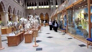 Museum of Natural History, Oxford University