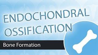 Endochondral Ossification