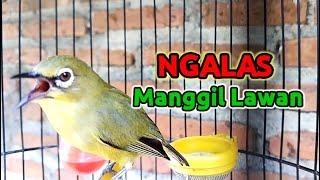 Pleci NGALAS Calls Another Pleci