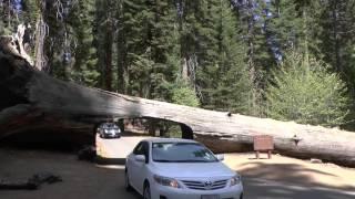 Tunnel Log Sequoia National Park 2014