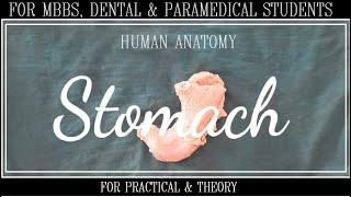 Stomach anatomy in detail || Dissection