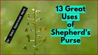 13 MEDICINAL USES OF SHEPHERD'S PURSE (Hemorrhage, Cuts, Bruises) #DrSebi #DrSebiApprovedHerb