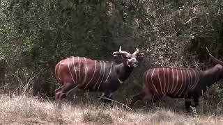 On brink of extinction, a new hope for Kenya's mountain bongos