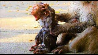 Wow Awesome Baby Monkey Was Fell Down Into Muddy Small Cement Pond As He Try To Drink Water There