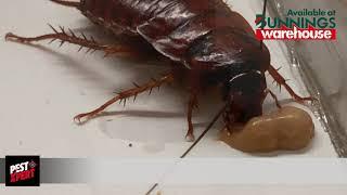 PestXpert 2 in 1 Cockroach Gel Bait in action