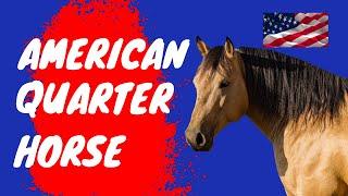 American Quarter Horse Breed Profile