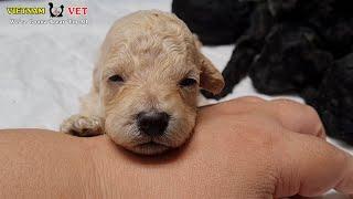 Baby Puppies Feeling Surprise at first time Visiting VET for Health Checking