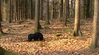 Ablage im Wald Teil 1: steigende Ablenkung