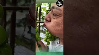 Farm fresh ninja fruit cutting #19 | Ly Chynh St  #shorts