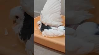 A pet pigeon is bathing  #birds #pets #pigeon