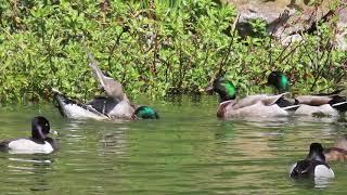 Gays mallard ducks mating