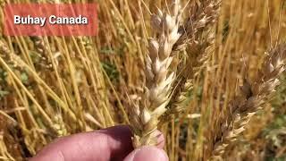 Plantation of wheat (Trigo) in Canada.