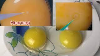 Как определить оплод яйца до инкубации ? Оплодотворённые и неоплодотворенные яйца / Мускусные утки