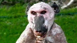 TOP 15 Animales Terroríficos Que No Creerás Que Existen