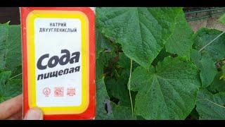 SODA WILL SAVE THE GARDEN FROM PESTS AND DESTROY THE HARVEST