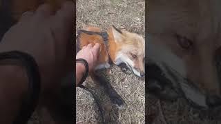 Pet Fox on leash