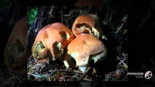 Hypholoma lateritium - fungi kingdom