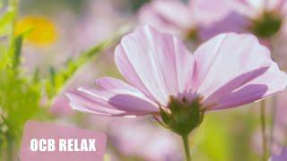 Evelyn | Piano Relaxing Music for Stress Relief | Ocb Relax Music