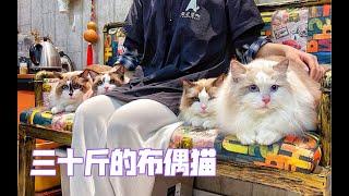 “三十斤布偶猫” 一坨三十斤布偶猫的洗澡翻新全程视频！