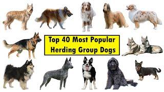 Top 40 Herding Group Dog Breeds