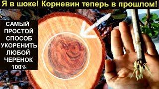 САМЫЙ ПРОСТОЙ СПОСОБ УКОРЕНИТЬ ЛЮБОЙ ЧЕРЕНОК 100% Черенкование.  Черенки винограда. Черенкование роз