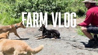 Introducing a New Dingo Pup | Dog Farm Sanctuary Australia | Dog Video