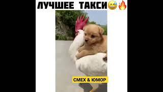 СОБАКА — ТАКСИ 