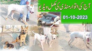 Latest dogs video 01-10-2023 | kohat mandi complete video | kohat mandi mokamal video |Mubashir info