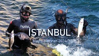 3. Dalış Deneyimi!  Mayıs Haziran 2024 İstanbul Kıyıları!