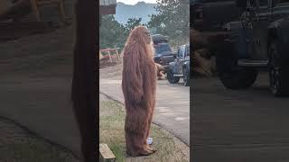 Bigfoot sighting while camping? #bigfoot #camping #camp #campinglife #colorado