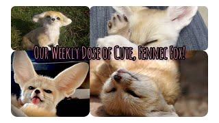 Adorable Fennec Fox for Your Cuteness Overdose, But Should You Keep It? | Amazing Cute Pets Bonding