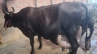 Vaishnav dairy farm