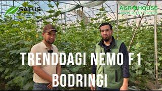 NEMO F1 BODRING | Yuqori daromad, Ser hosil, Trenddagi bodring #bodring #issiqxona #бодринг #agro