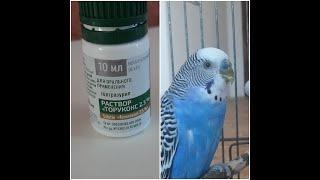 Профилактика болезней попугаев Прафілактыка хвароб папугая Prevention of parrot diseases