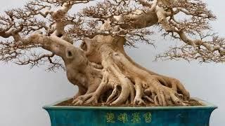 BONSAI tree BEAUTIFUL made in CHINA part 10